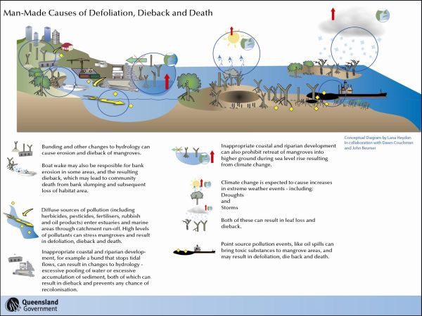 click for a higher resolution figure of concetual illustration of Man-Made causes of defoliation, dieback and death