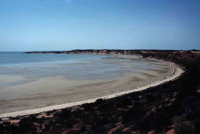 A narrow high tide beach fronted by intertidal sand flats extending several hundred metres offshore, near Denham, Shark Bay, Western Australia (photo: A D Short).