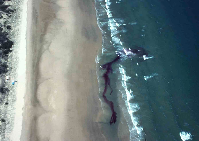 View of Nine Mile Beach, central Queensland showing the high tide beach (left), a 100 m wide intertidal zone with a low ridge and runnel, and low tide surf zone dominated by a strong rip feeder channel and rip, highlighted by purple dye (photo: A D Short).