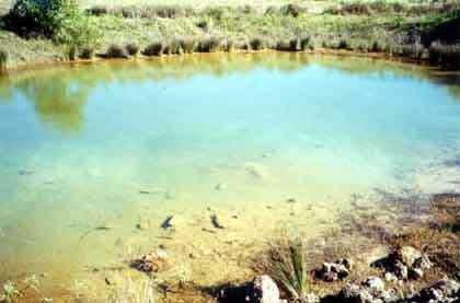 This pond in southeast Queensland is typical of acid sulfate soil disturbance. The blue-green colour and clarity is an indicator of the presence of aluminium.