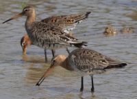 Black-tailed Godwit, photo credit: Danny Rogers