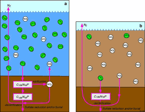 Figure showing the comparison of denitrification in wave and tide dominated waterways