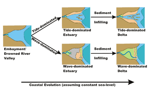 Figure showing the Evolutionary 'family tree' for Australian coastal waterways