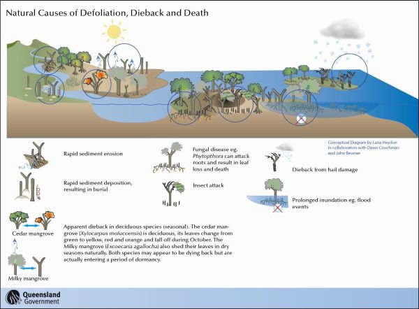 click for a higher resolution figure of concetual illustration of Natural causes of defoliation, dieback and death