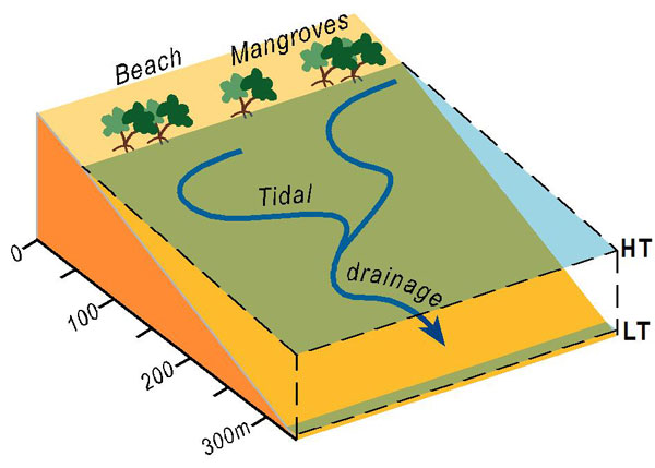 Beach plus tidal sand/mud flats Tide-dominated beaches conceptual model. The sandy high tide beach may be fronted by sand, sand then mud or pure mud flats which may contain tidal drainage features including tidal channels.
