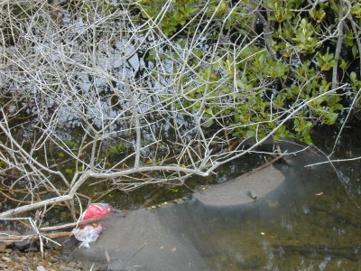 Photo of die back in mangroves in Moreton Bay, QLD