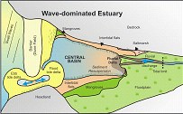 Example of a conceptual model of wave-dominated estuary