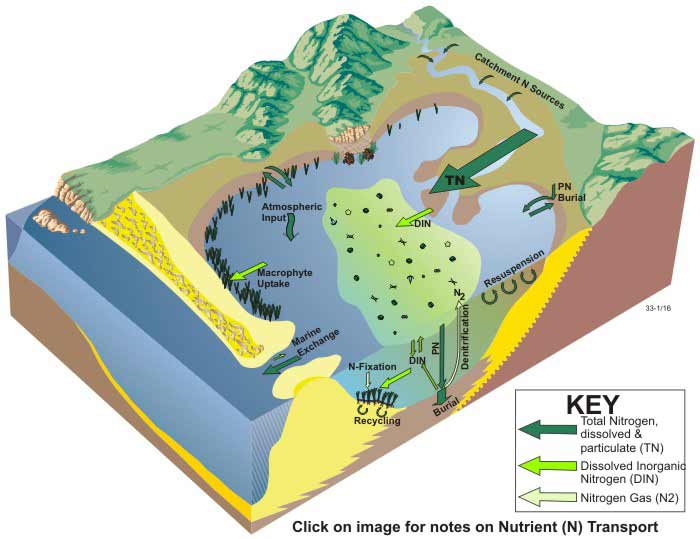 Block diagram of nitrogen dynamics in wave-dominated estuaries