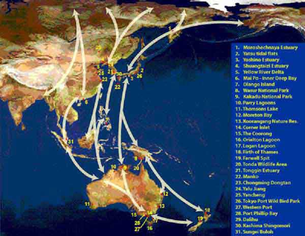 Figure showing the East Asian - Australasian flyways