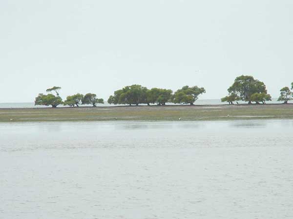  Photo of mangroves growing in conjunction with expansive mud flats and seagrass beds, Moreton Bay, QLD.