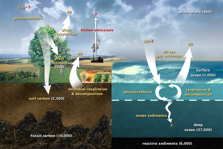 digramtic represntation of the carbon cycle showing  the processes involved and thier magnitude