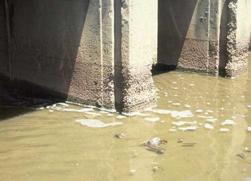 Photo of the characteristic degradation of a concrete bridge pylon in the Pimpama River, southeast Queensland, caused by the sulfuric acid from acid sulfate soils attacking the carbonate in the concrete