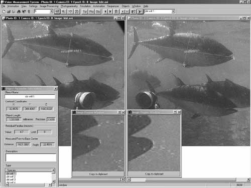  Photo of video fishing for Southern Blue Fin Tuna
