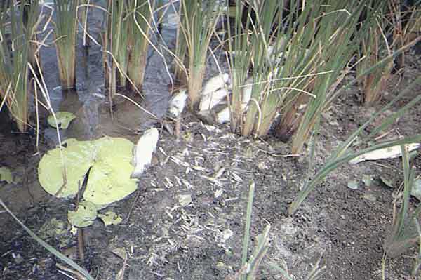 Photo showing the effects of acid sulfate soil disturbance on fish and other aquatic organisms