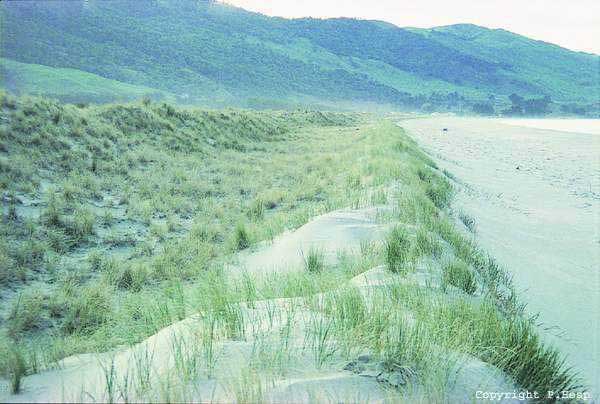 Photo of an incipient foredune and established foredune (Mahia Peninsula, NZ)