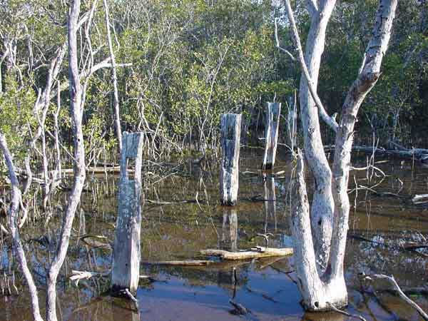 Photo of die back in mangroves in Moreton Bay, QLD
