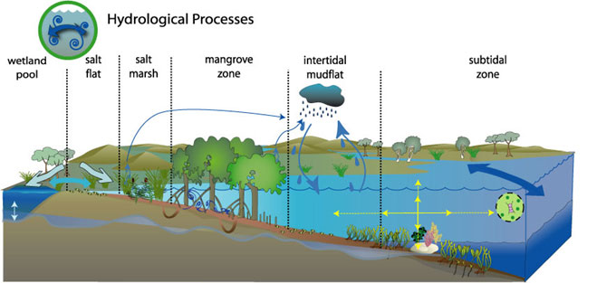 conceptual diagram of hydrological process