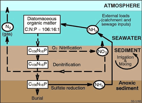Schematic diagram of N cycling in sediments