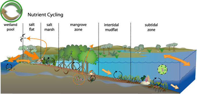 conceptual diagram of nutrient cycling process
