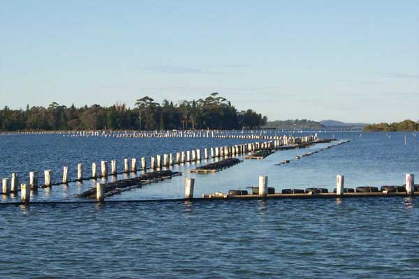 Photo of oyster leases at Wallis Lake, NSW