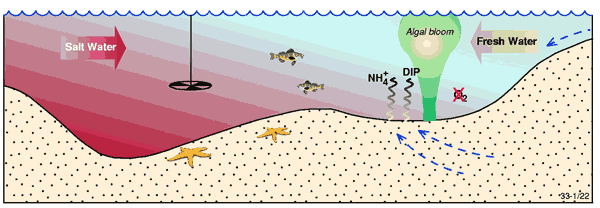 Conceptual model illustrating oxygen depletion and nutrient regenration in bottom waters (and sediments) in the stratified portion of an estuary