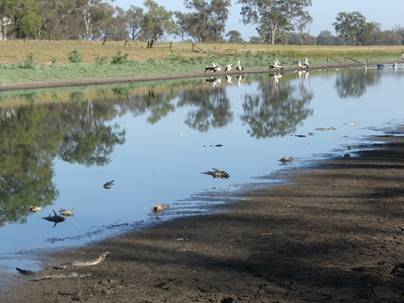 Photo a: Fish kill at Woolwash Lagoon, Rockhampton, in September 2005. This kill is a result of drying out of the lagoon during drought.