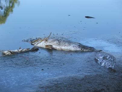 Photo b: Fish kill at Woolwash Lagoon, Rockhampton, in September 2005. This kill is a result of drying out of the lagoon during drought.