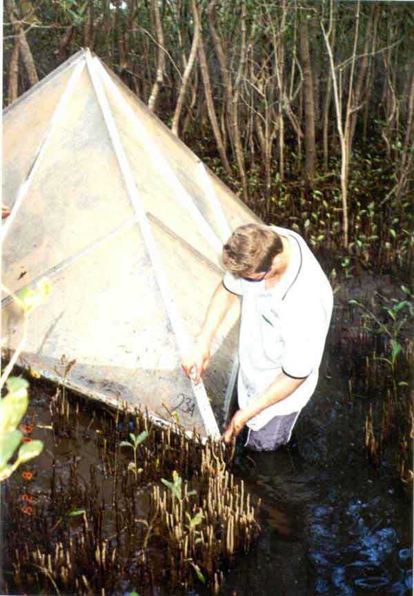 Photo of research in Avicennia marina mangroves