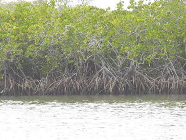 Photo of the prop roots of Rhizophora stylosa, these enable mangroves to grow low in the intertide zone where the roots become inundated during high tides