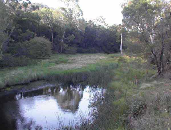 Riparian vegetation along Jacqua Creek in Windellama, NSW. (photo courtesy of Upper Shoalhaven Landcare Council)