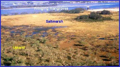 Photo of saltmarsh on Tabby Tabby Island, Moreton Bay, QLD