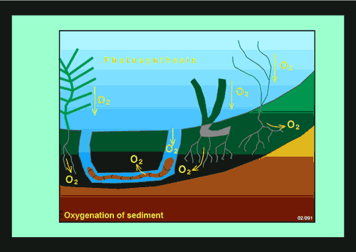 Figure of burrowing and tube-building by deposit-feeding benthic invertebrates (bioturbators)