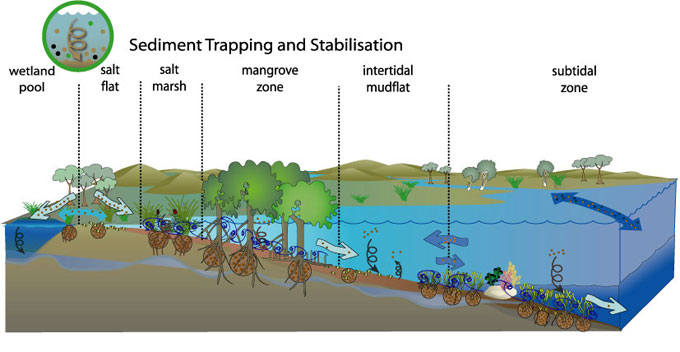 conceptual diagram of sediment trapping and stabilisation process