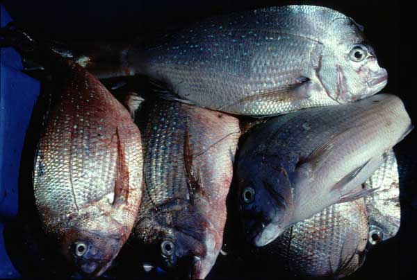 Photo of popular recreation species (including snapper) in coastal waters of Perth, WA