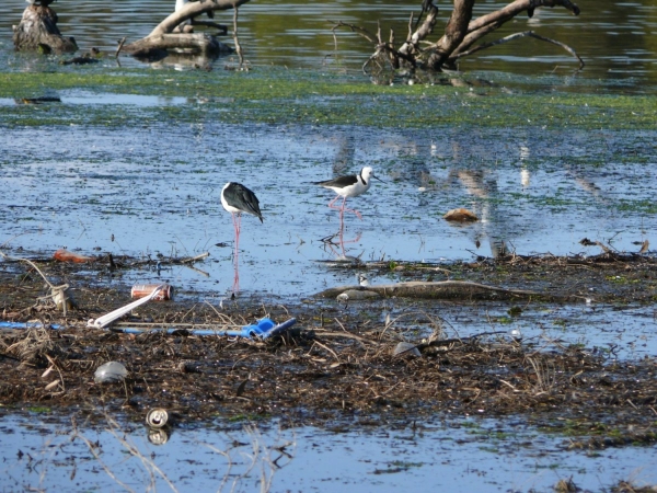 Black-winged stilts (Himantopus himantopus) feeding amongst rubbish delivered by stormwater drains at Tuggerah Lake, NSW. (photo by David Balean)