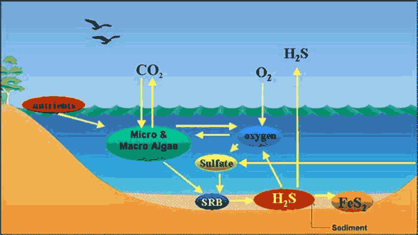 A conceptual model of sulfate reduction and hydrogen sulfide and iron sulfide production in a coastal lake. SRB - Sulfate reducing bacteria.