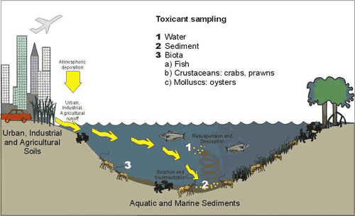 Conceptual model of the movement of Toxicants through Moreton Bay , QLD