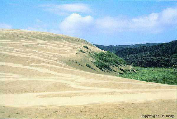 Photo of the downwind margin of a transgressive dunefield in NZ