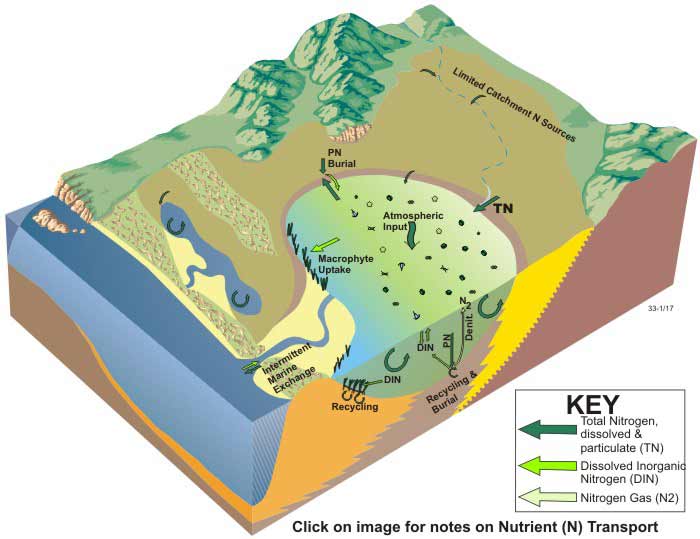 Block diagram of nitrogen dynamics of coastal lagoons