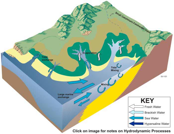 Block diagram of hydrology in tidal creeks