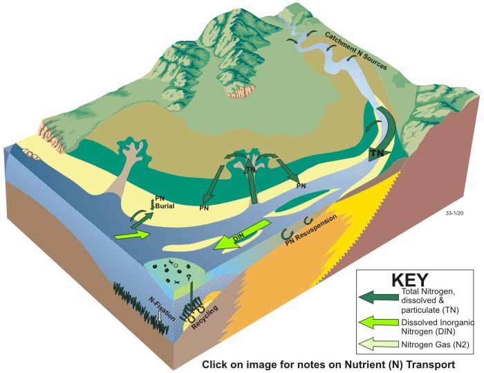 Block diagram of nitrogen dynamics in a tide-dominated delta