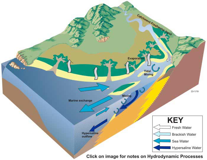 Block diagram of negative hydrology in tide-dominated estuaries