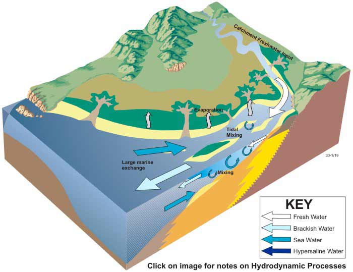 Block diagram of positive hydrology in tide-dominated estuaries