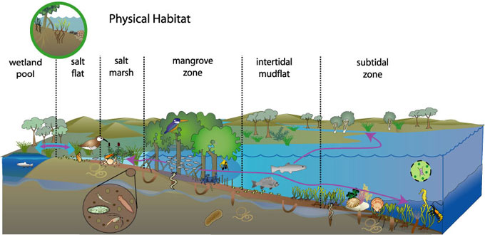 conceptual diagram of physical habitat process
