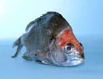 Photo of fish with damaged skin and gills caused by exposure to acid water and toxic heavy metals associated with disturbed acid sulfate soils