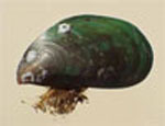 The Asian Green Mussell is an introduced marine pest