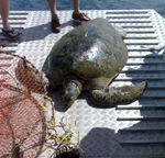 Green sea turtle entwined in crab trap in Moreton Bay (photo by Ian Greenwood).